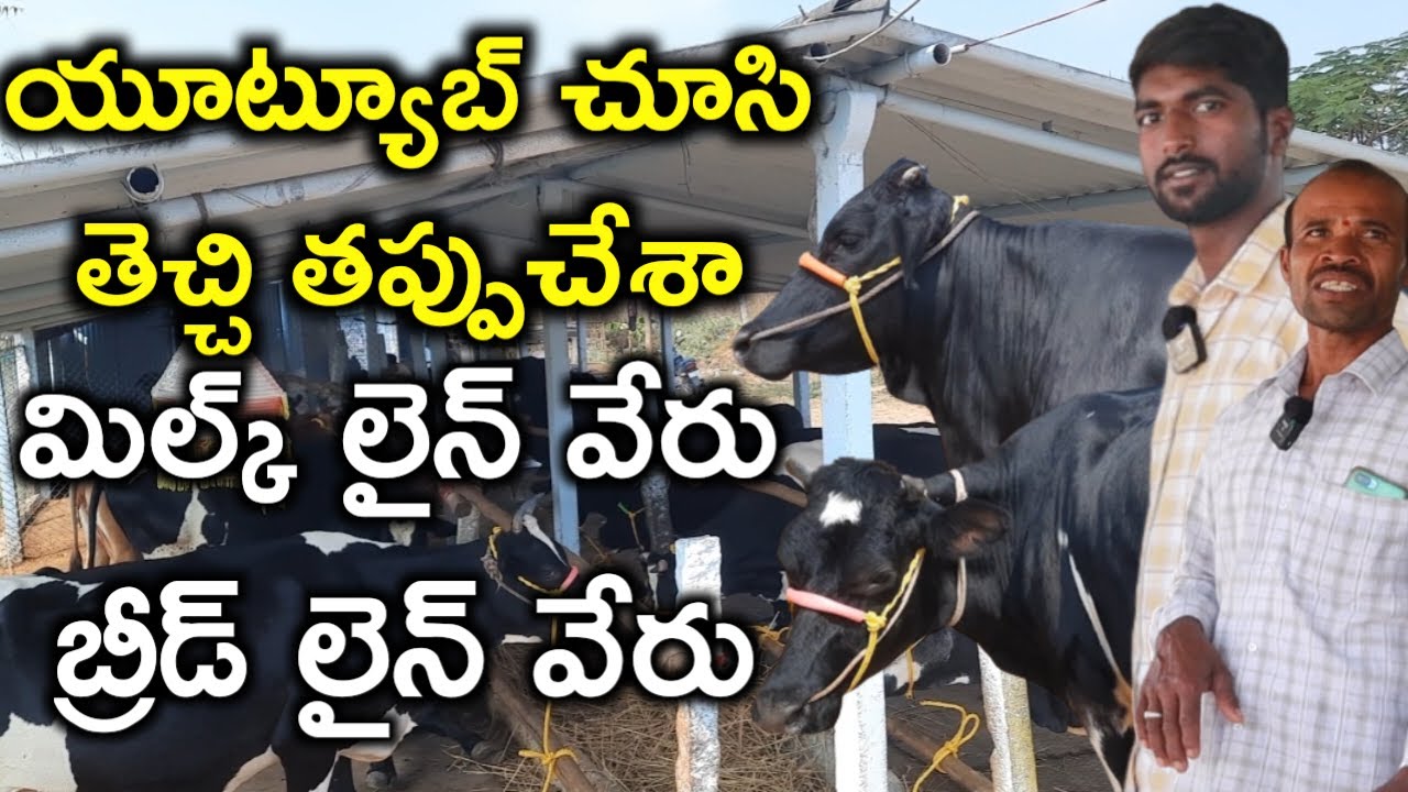 వాళ్ళు చెప్పింది ఎలా నమ్ముతాం |hanuman dairy farm|shadnagar|mallesh adla|