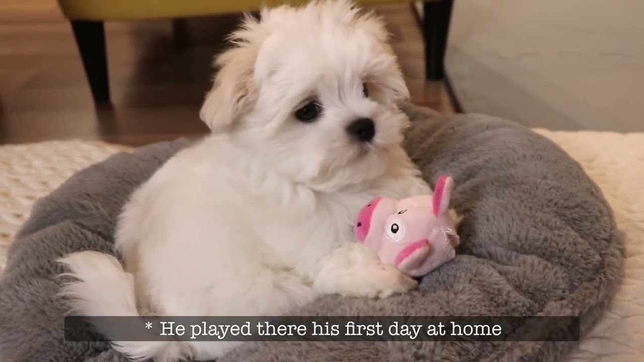 First steps of adopting a puppy 🐶