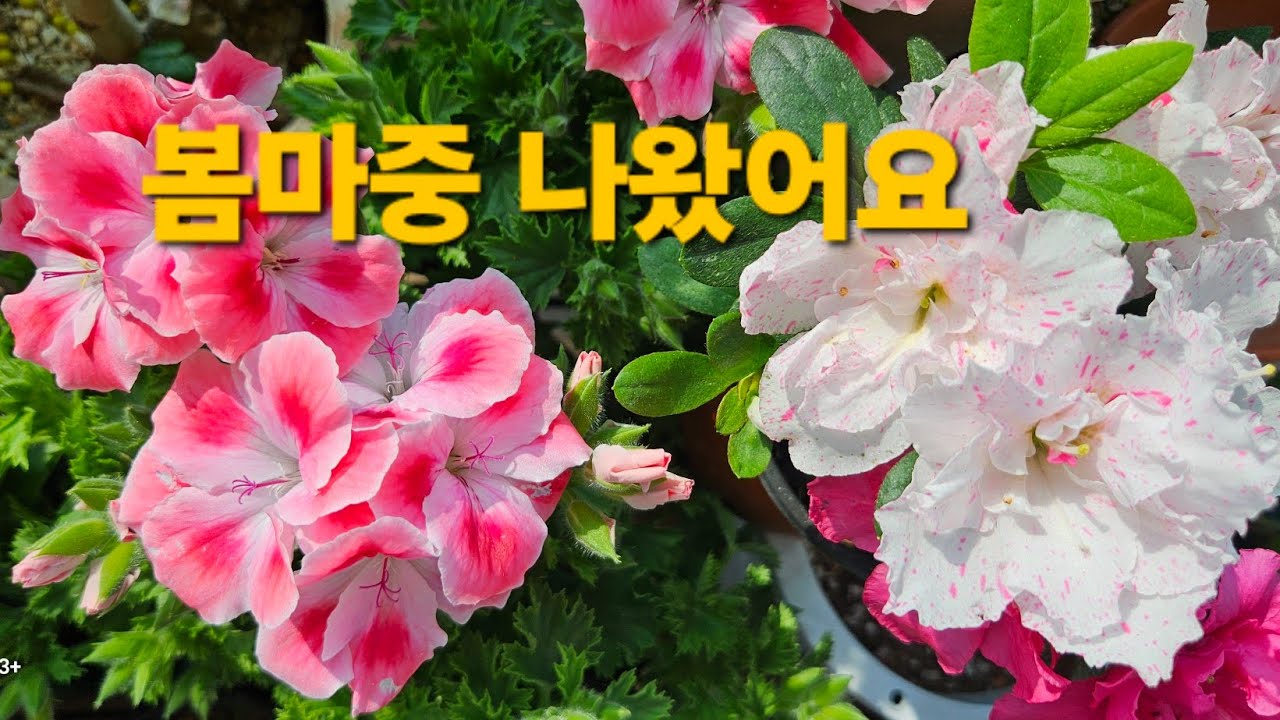 봄소식#쌍디할매#리갈제라륨#장미베고니아#논스톱베고니아#캄파룰라#엔젤가랑코에#보라삭소롬#팝콘베고니아#라임제라륨