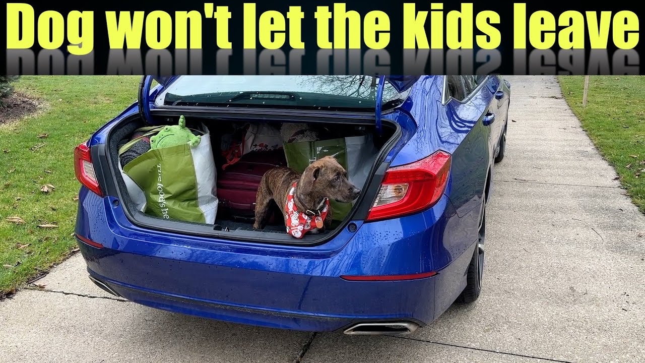 Dog won't let the kids leave without him