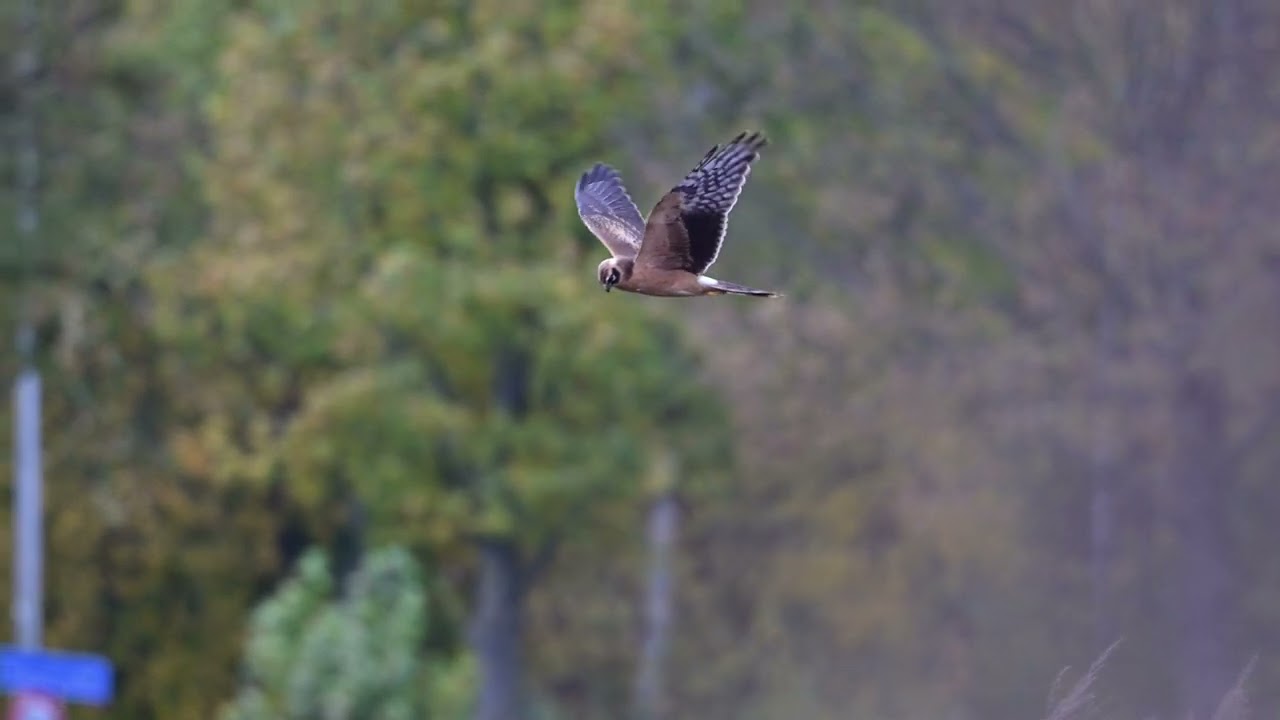 Pallid Harrier Maastricht 2022
