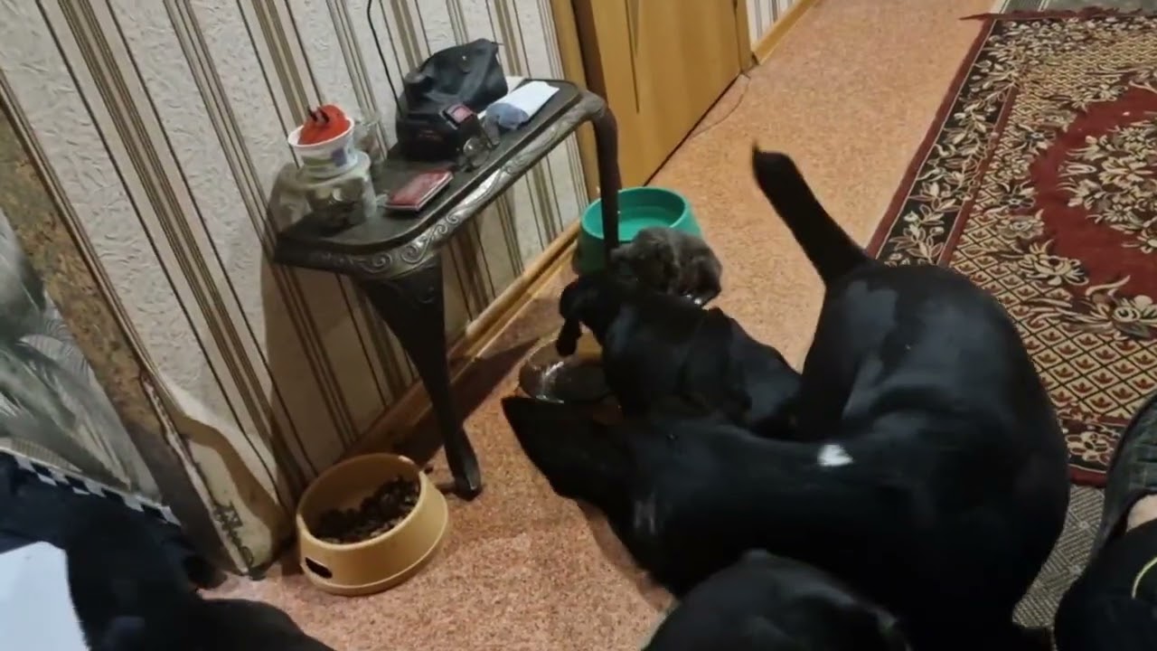 Наш маленький друг заболел 