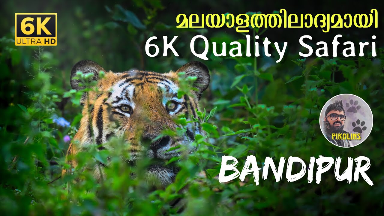 Inside Bandipur National Park | Animal paradise of South India | Karnataka JLR Forest Safari in 6K