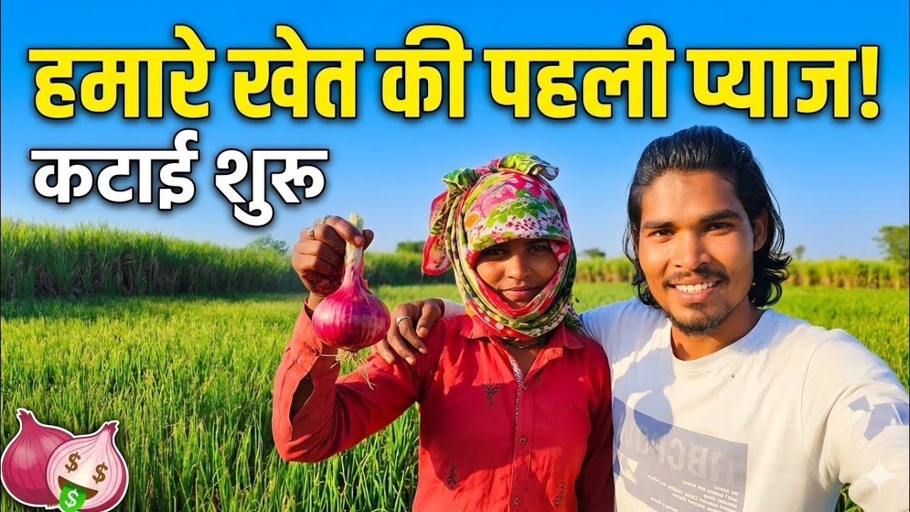 हमारे खेत की पहली प्याज! कटाई शुरूहमारे खेत की पहली प्याज की कटाईहमारे खेत में प्याज की पहली कटाई श