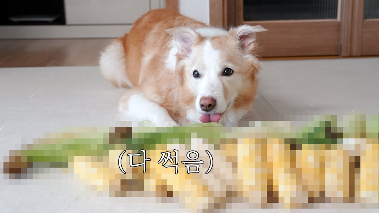 가을이랑 열심히 키운 옥수수 농사가 처참하게 망했습니다..ㅜㅜ