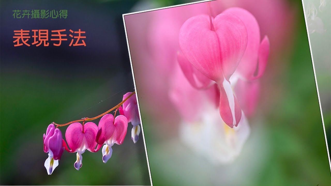 花卉摄影表现手法 -- 花卉摄影心得分享之二 #flowerphotography #摄影技巧 #花卉攝影