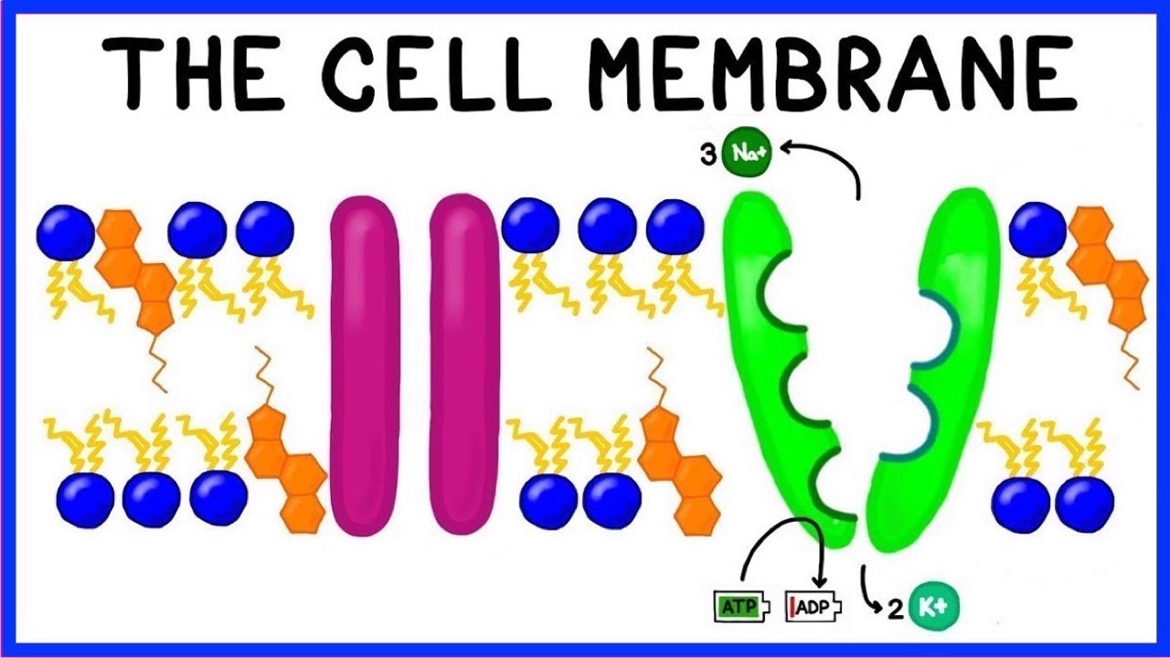 Cell Membrane Structure, Function, and The Fluid Mosaic Model