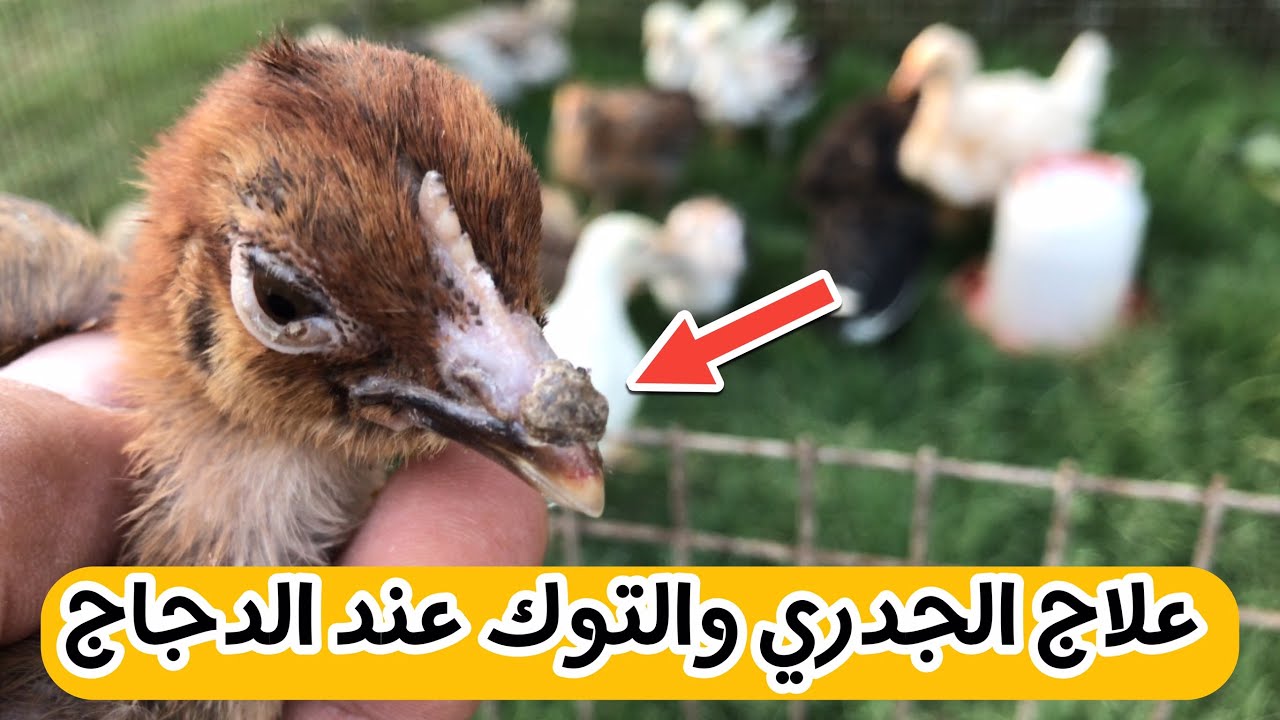 علاج الجدري والتوك عند الدجاج والطيور