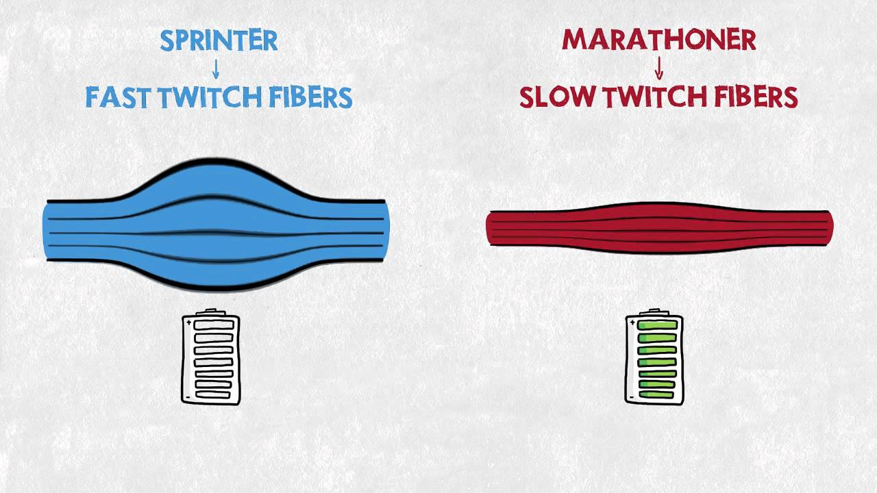 Sprinter vs. Marathoner
