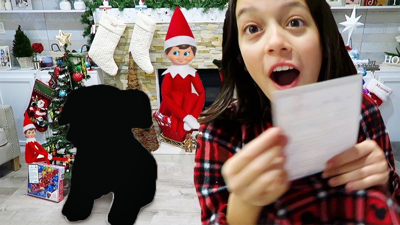 Our elf is back with a new PET
