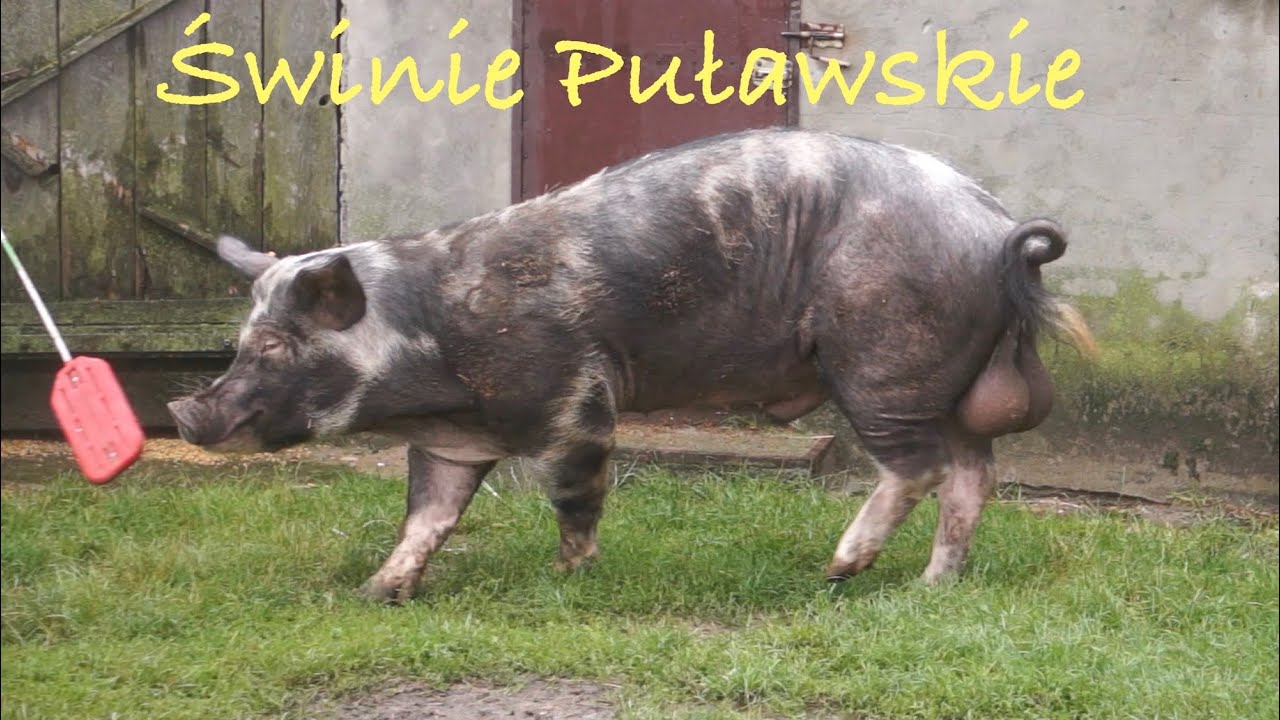 Świnie Puławskie - historia pewnej czerwonej strefy
