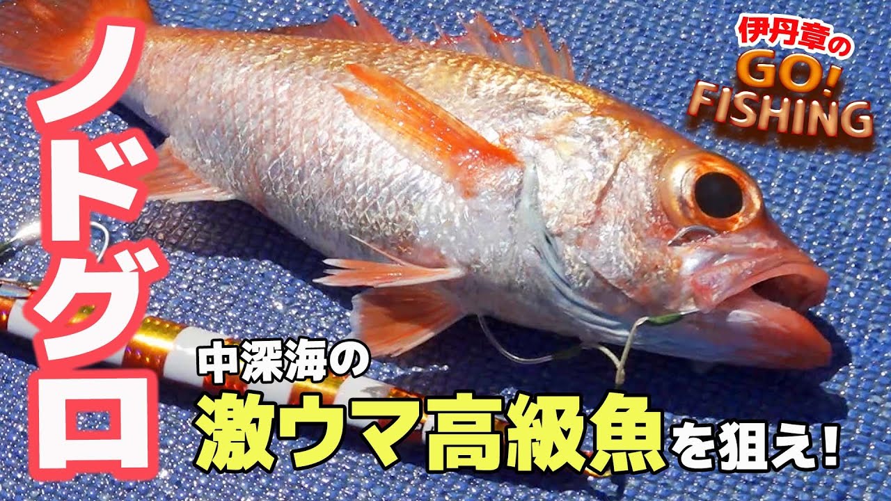 激ウマ高級魚『のどぐろ』を狙え｜中深海スロージギングでアカムツGETなるか！？