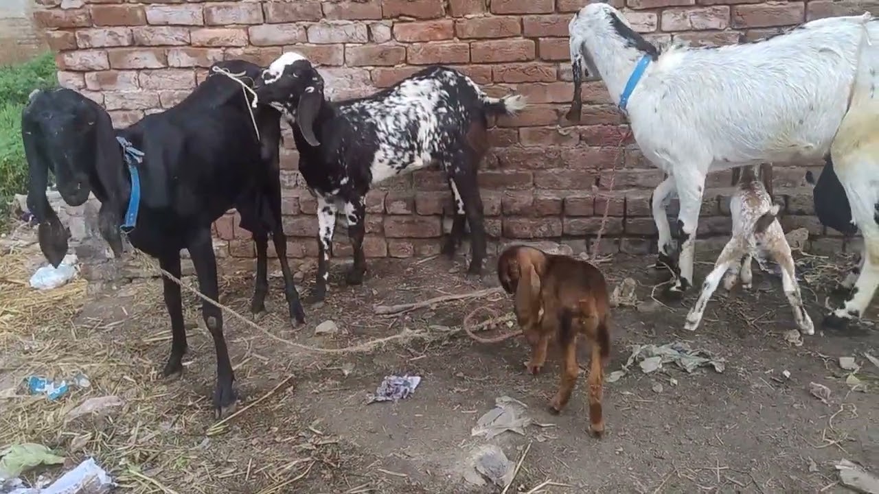 لو جی ایک دانا چٹکی ایک دانا بادشاہ ایک دانا گلابو ایک دن ہور رکھنا او پتا نہیں رکھنا 😅😅😆