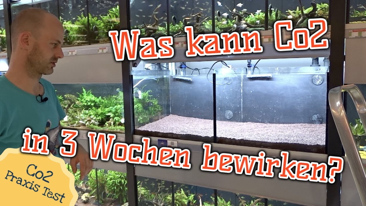 Das Twin-Scape Vergleichsaquarium - Co2 Praxistest Teil 1