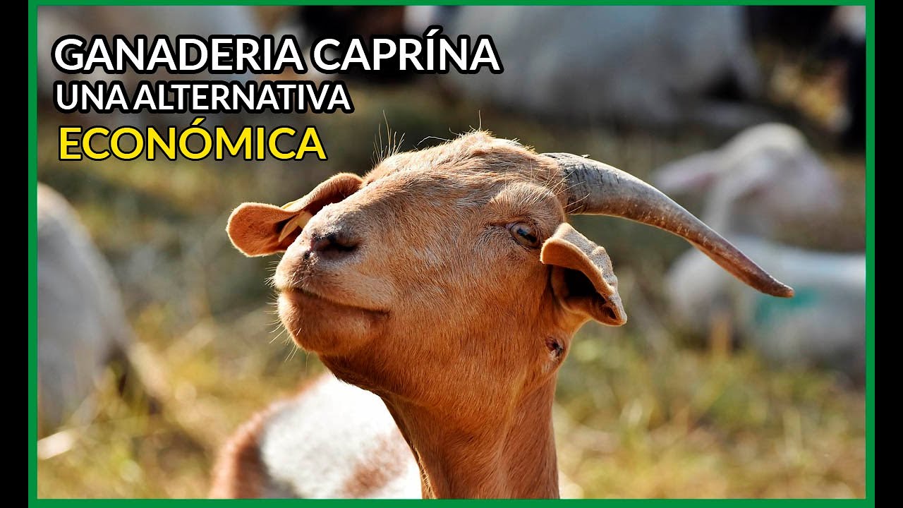 GANADERÍA CAPRINA como una alternativa ECONÓMICA #2020 🐐