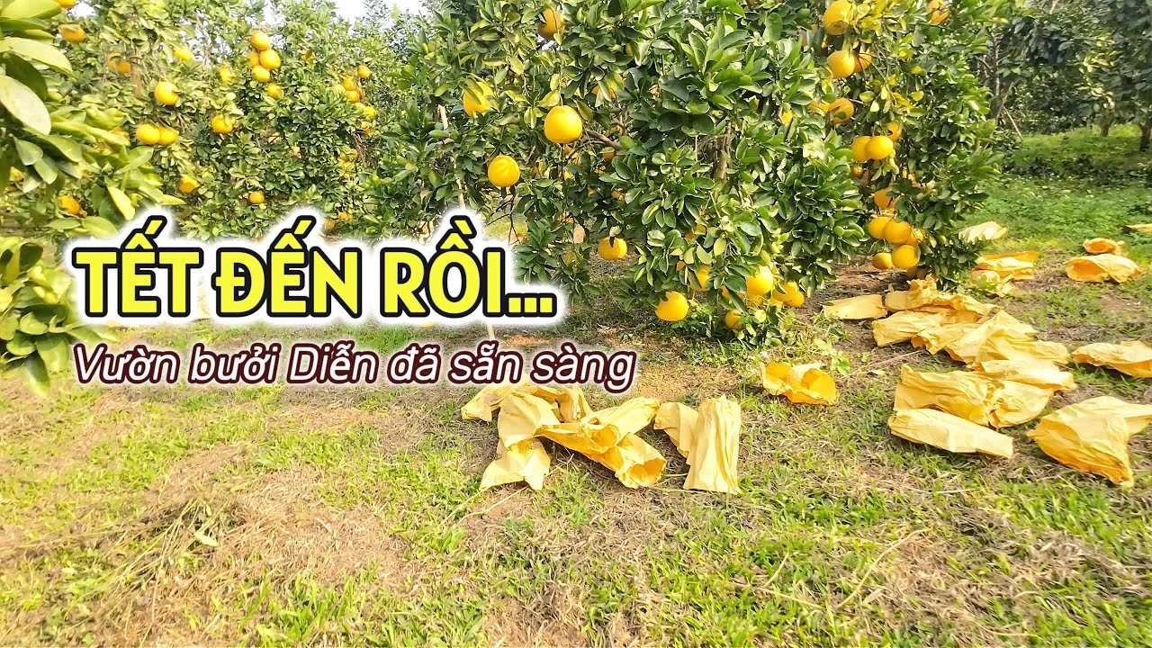 Bưởi Diễn bán Tết – chọn từng quả tại vườn 🌼🍊Ăn ngon – chơi Tết đẹp – khách đặt là ra vườn cắt