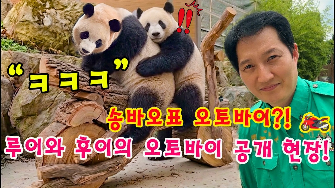 맙소사!!😱 루이바오와 후이바오의 오토바이 공개 현장!👀🏍️ 송할부지가 준비한 특별한 선물에 신이 난 쌍둥이들💨ㅋㅋㅋ