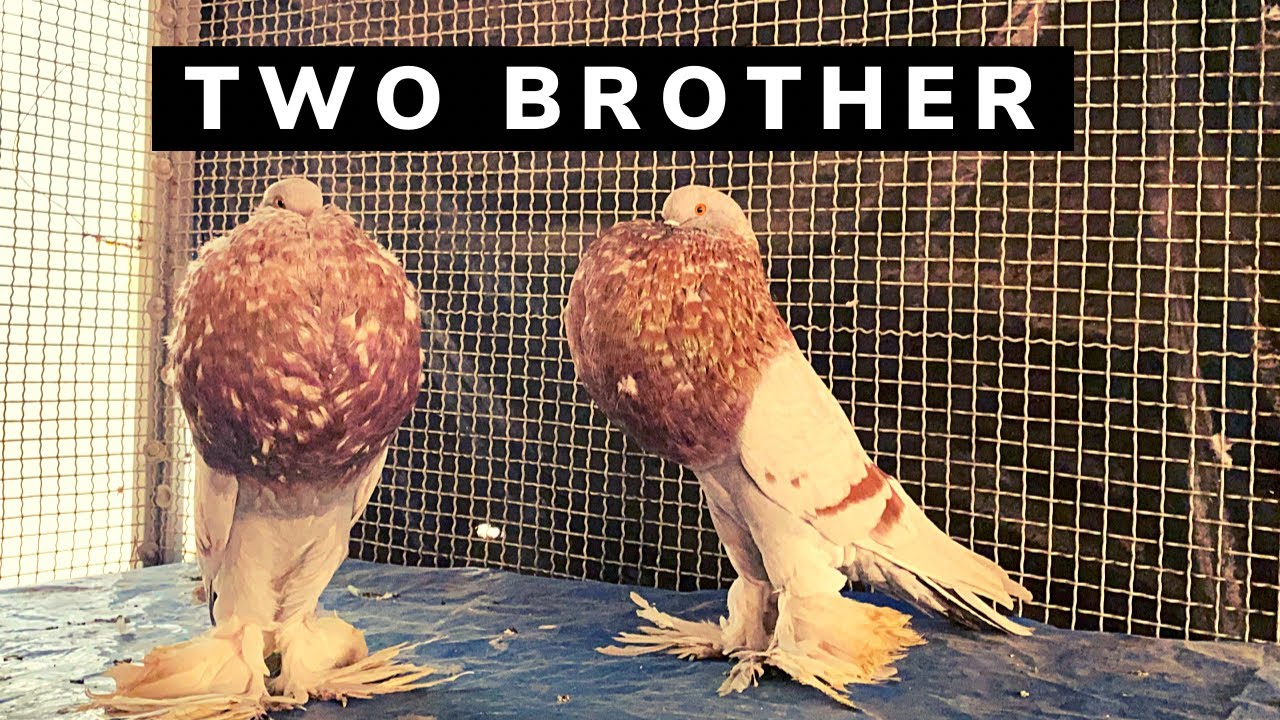 Pomeranian Pouter Red Bar / Fancy Pigeon Collection / Pigeon Farm