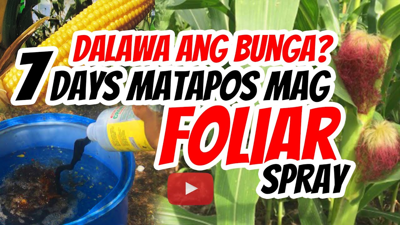 7 Days After Foliar Application 50 at 60 DAP na ating MAISAN