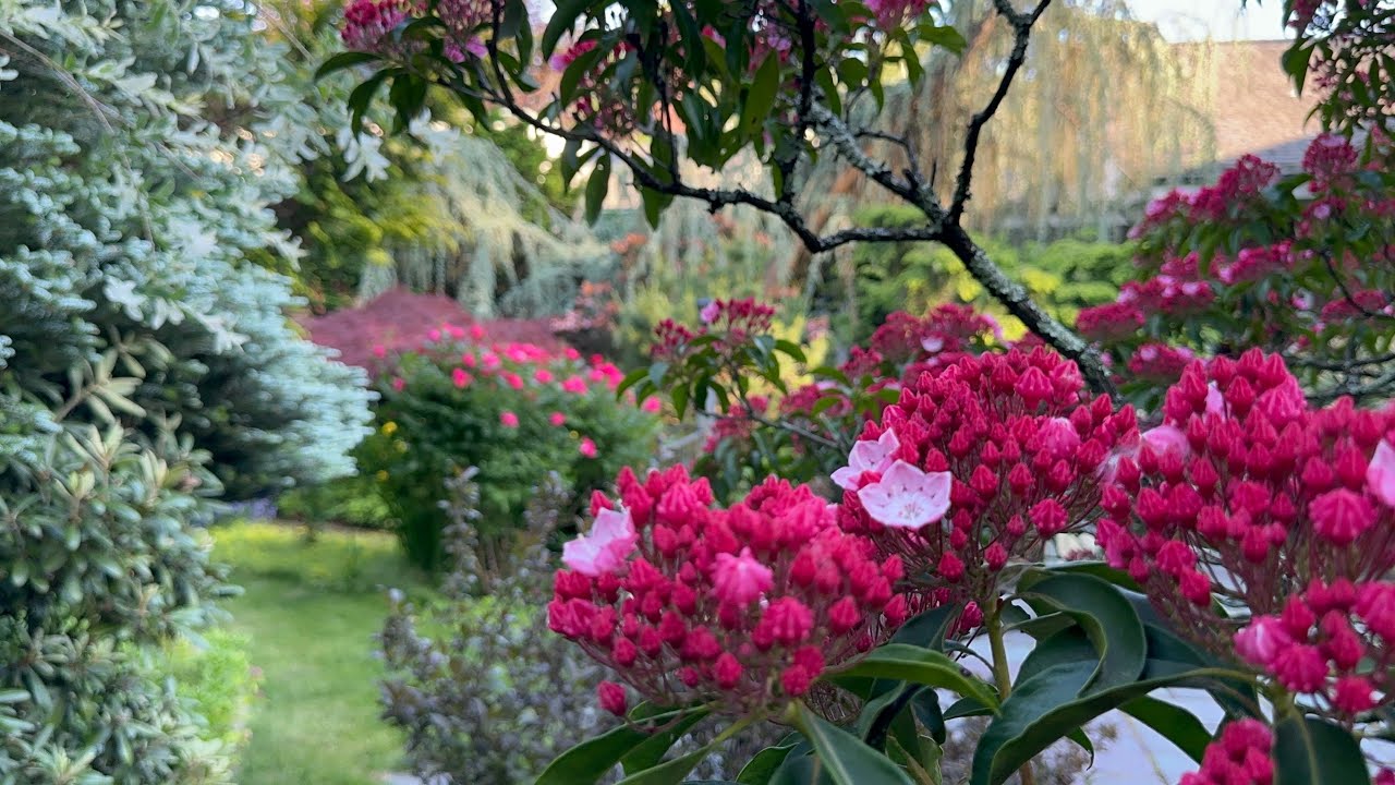 [4K] Beautiful Mountain Laurel ( Garden in June 4, 2025)