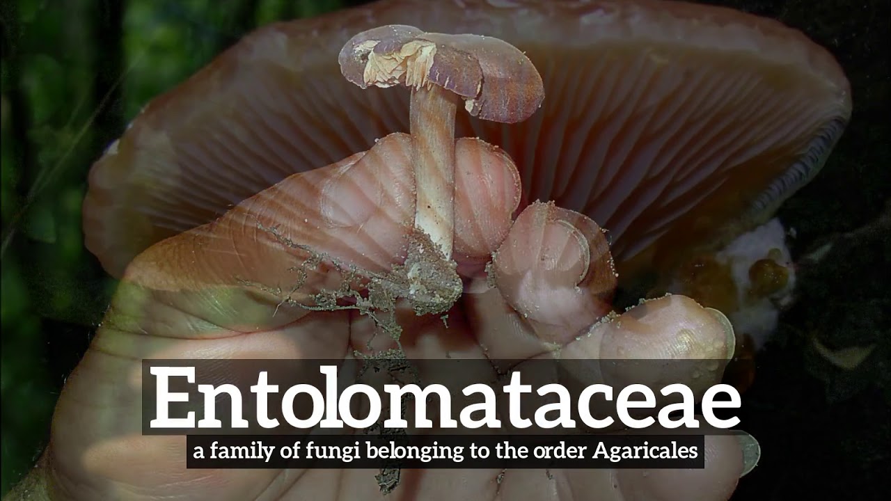 How to Say Entolomataceae in English? | What is Entolomataceae? | How Does Entolomataceae Look?