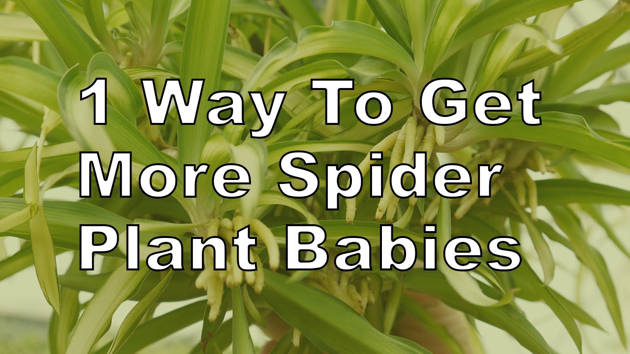 More Spider Plant Babies! Here's 1 Thing You Need To Know / Joy Us Garden