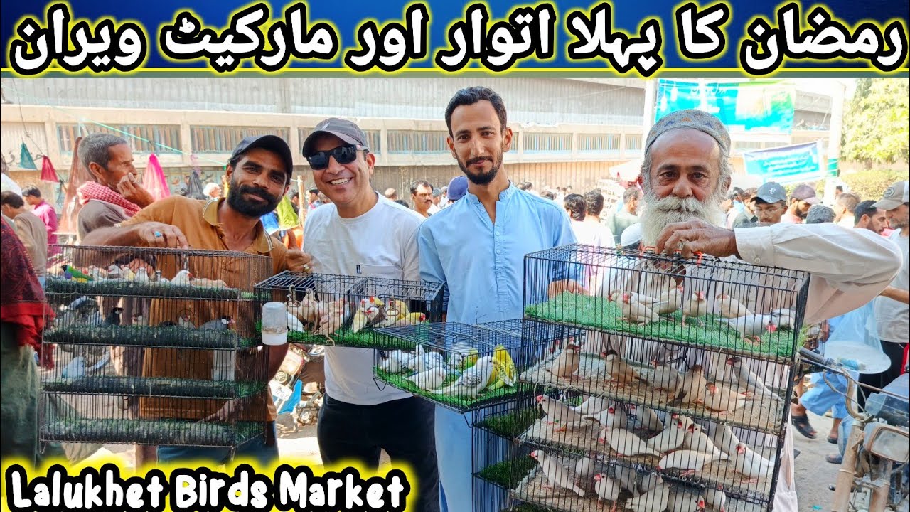 Lalukhet Sunday Birds Market 2026 latest Update | lalukhet birds market 2026 latest update@SYEDBIRDS