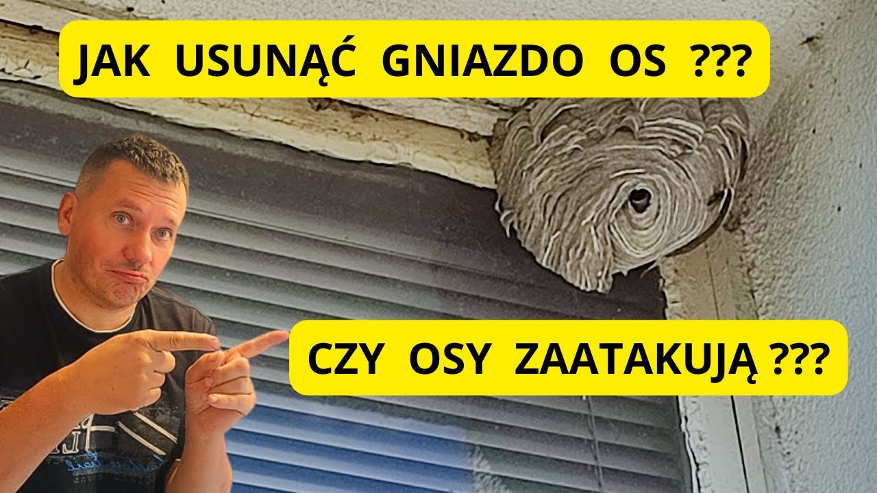 Czy tym razem osy mnie  zaatakują  - jak usunąć gniazdo os - jak usunąć gniazdo szerszeni