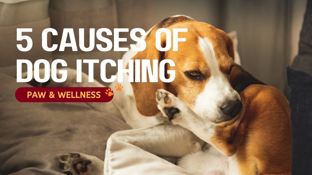 Dog Itching and Scratching 5 Common Causes & What You Can Do🐾