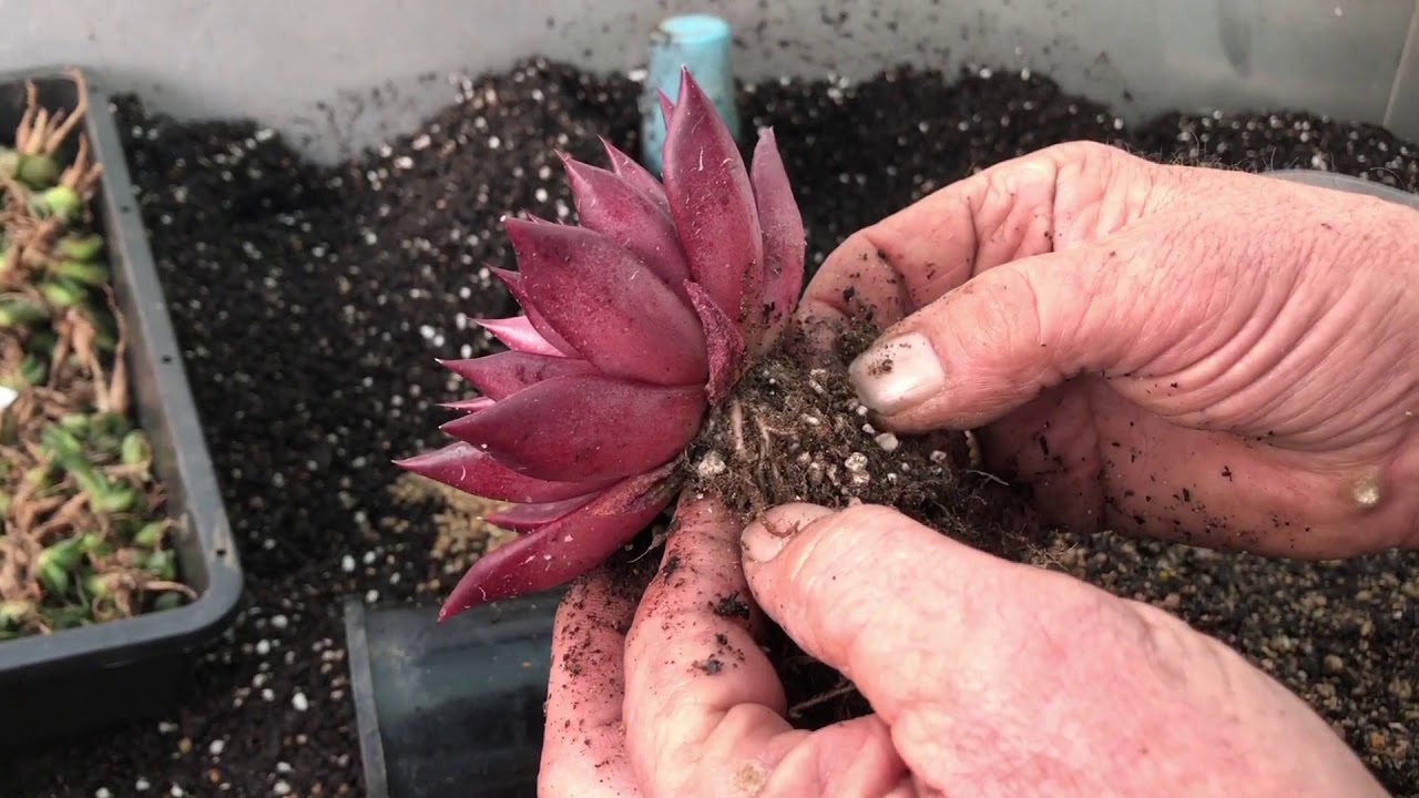 Repotting Echeveria agavoides Romeo Rubin - With James Lucas Succulents