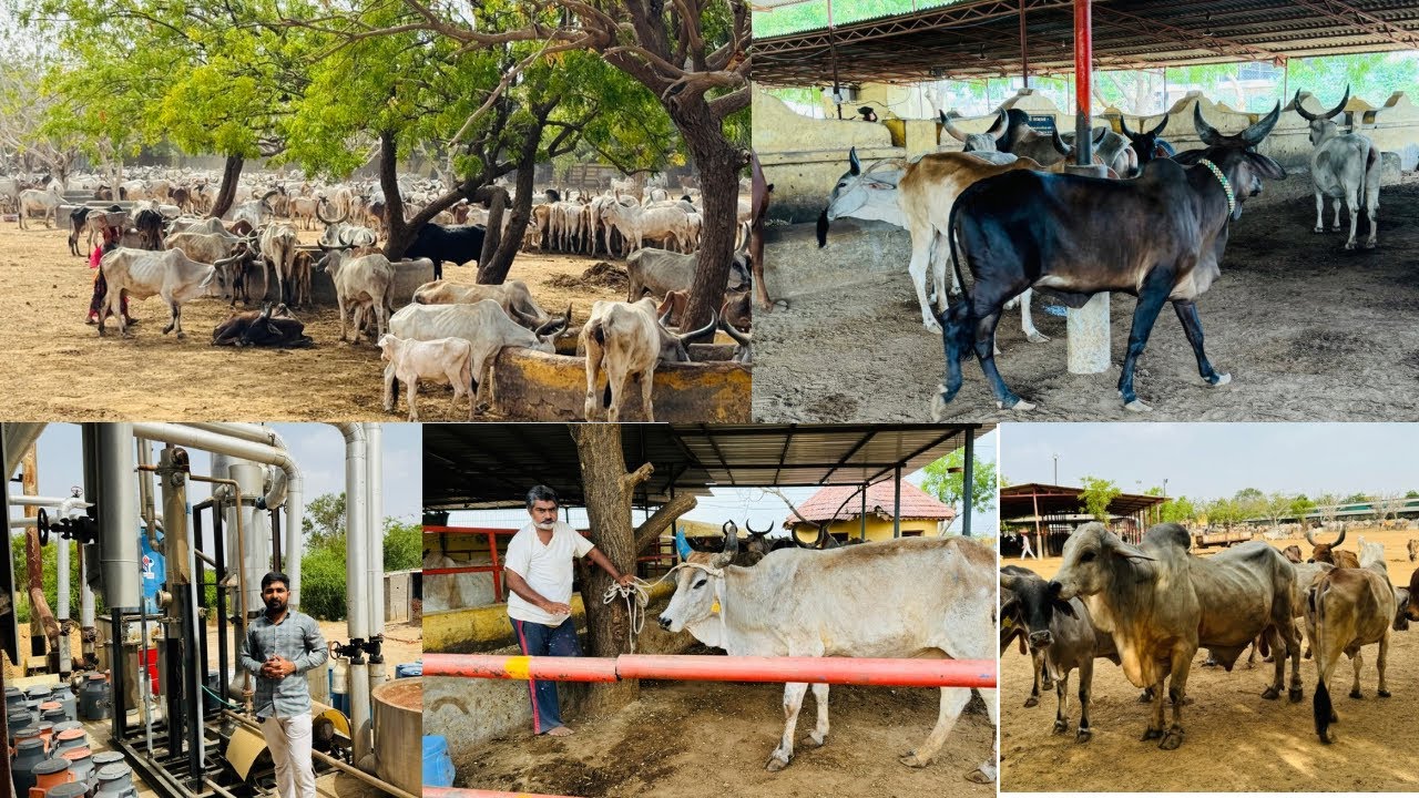 ભારત ની  સોથી મોટી🏥 ગો હોસ્પિટલ ભાભર Kankrej cow Banaskantha ​⁠@Banaskikankrej
