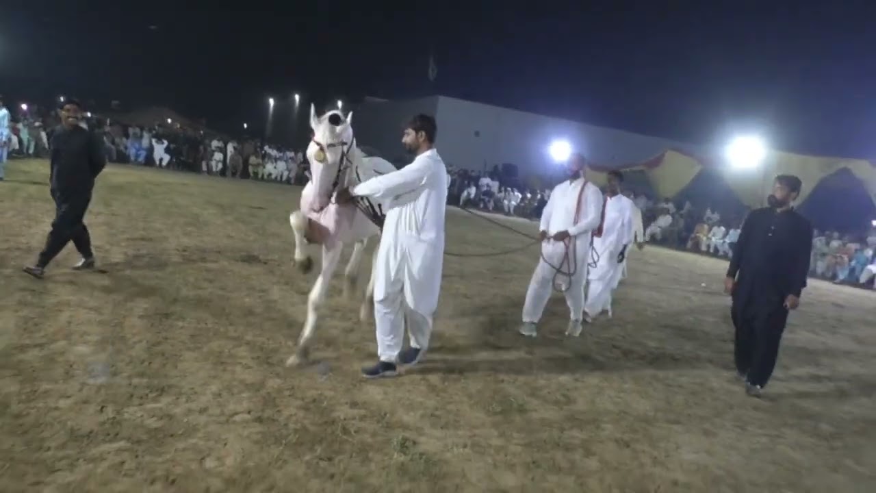 Horse Name Attha Qalandar Horse Dancing program Verowall LALA Mosa #horsetrack #horsefan #horse 