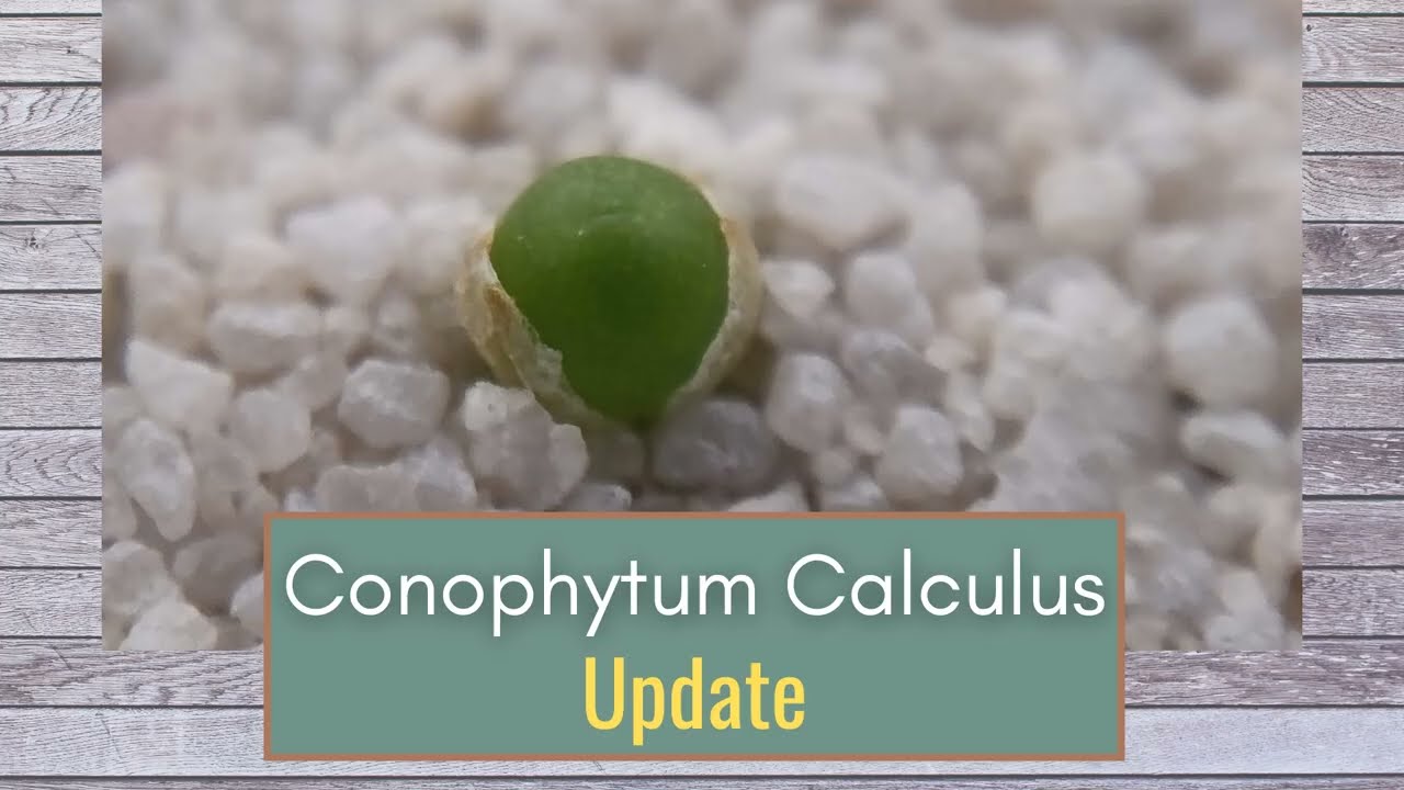 Growing Conophytum Calculus from Seed - Update #2