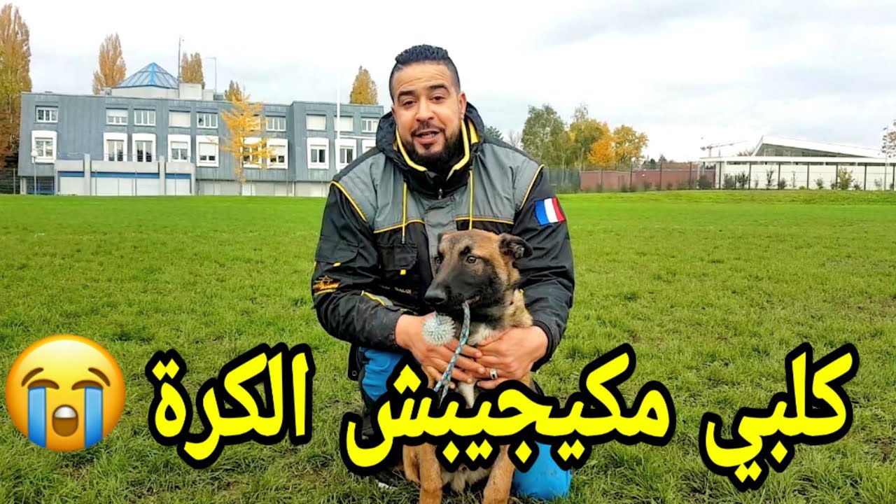 علاش كلبي مكيجيبش ليا الكرة ⚽️ أجي تشوف الحل 🤔 pourquoi mon chien  ramene pas  la balle