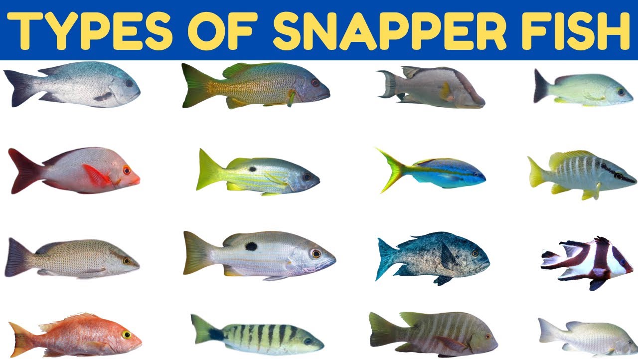 Types Of Snapper Fish | Snapper Fish Names With Pictures | Fish Education #snapperfish