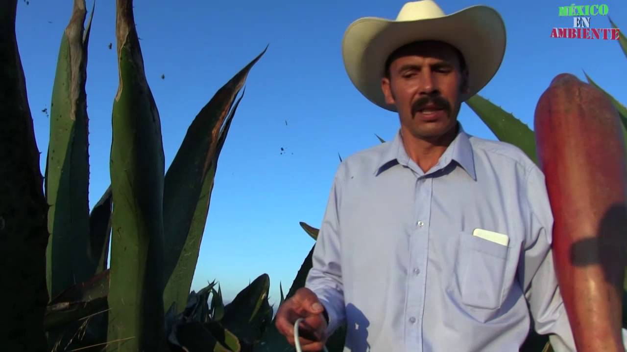 EL PULQUE DOCUMENTAL