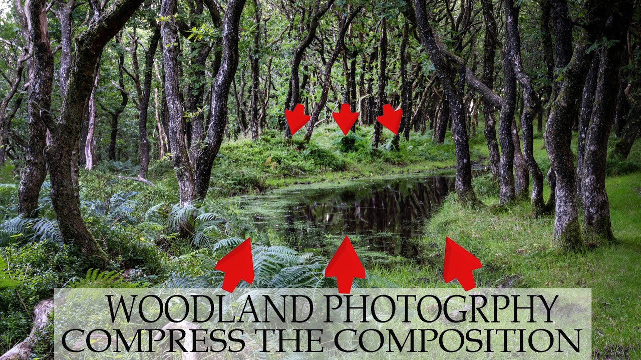 Woodland photography composition, using lens compression to alter your perspective.