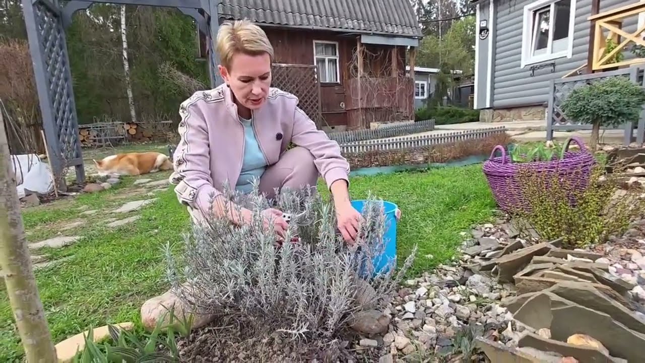 техника ВЕСЕННЕЙ ОБРЕЗКИ ЛАВАНДЫ СТАРЫХ И МОЛОДЫХ КУСТОВ с примером цветения после обрезки