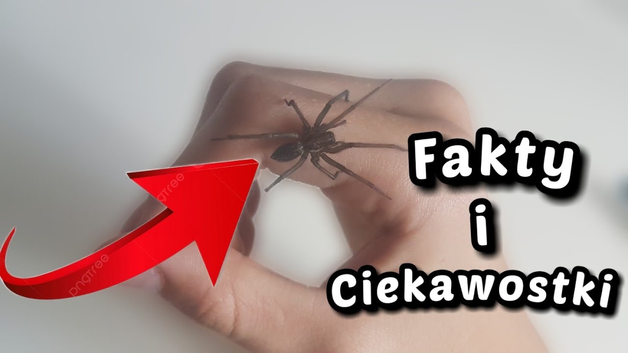 KĄTNIK WIĘKSZY - (Fakty i Ciekawostki) #WTERENIEPOLSKI 5
