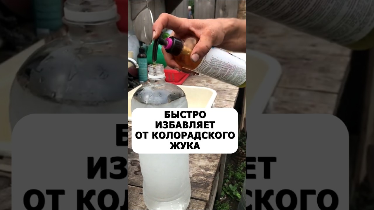 Мощно избавляет от колорадского жука. Без химии #огород #дача #сад #вредители #урожай