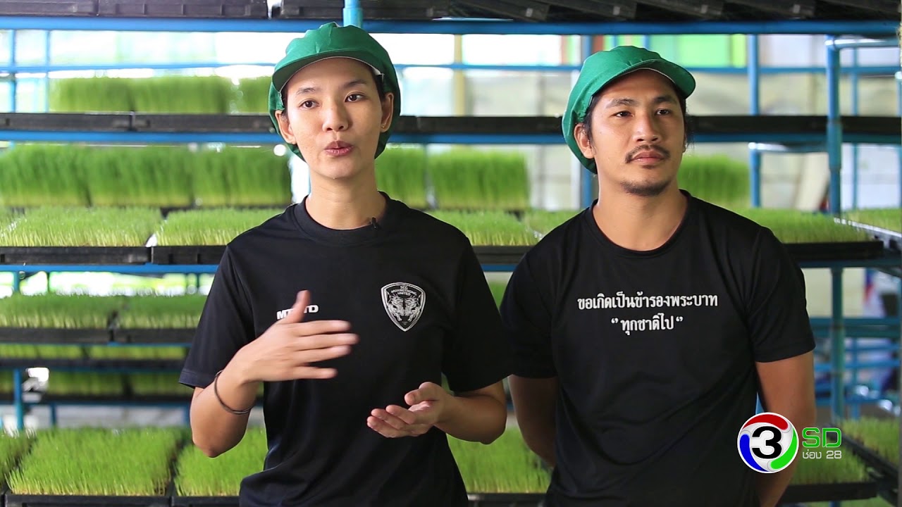 ไทยฟาร์ม : ต้นอ่อนข้าวสาลี ปลูกง่าย สร้างรายได้หลักแสน (2/3) [19 ส.ค. 60] Full HD