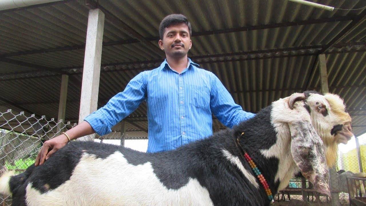 SJ Beetal Goat Farm By Indarjeet Jagtap Phaltan