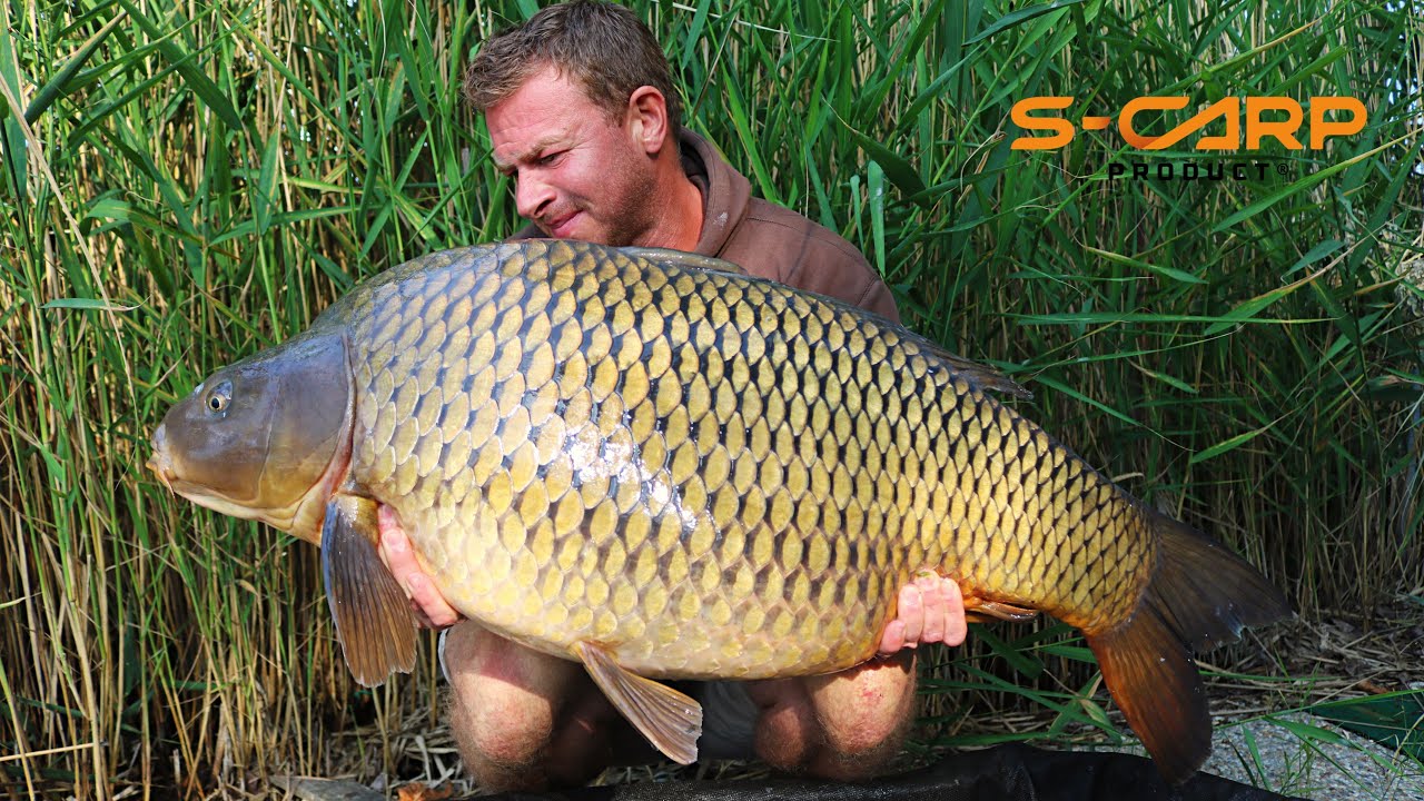 Bányatavi pontyhorgászat - Gravel pit carp fishing