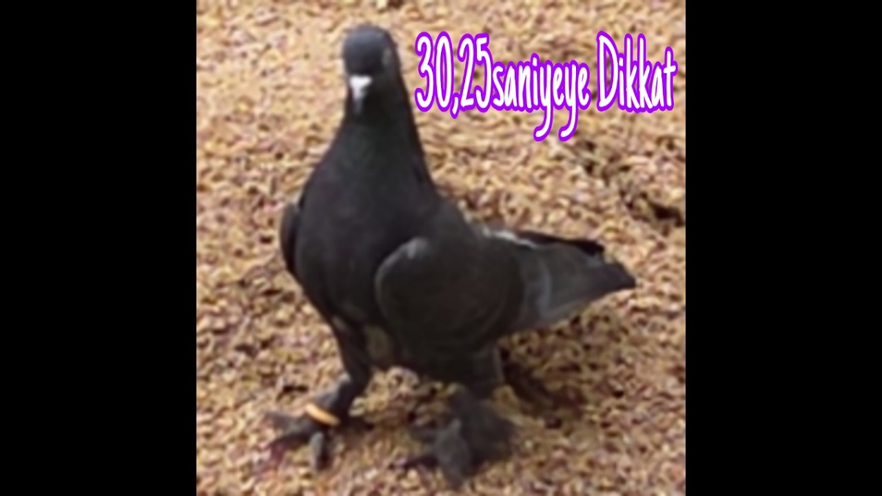 Pir Sultan Abdal Aşkına. 30,25saniyeye Dikkat.