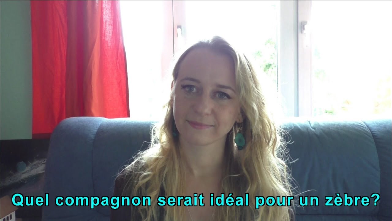 Quel compagnon serait idéal pour un zèbre?