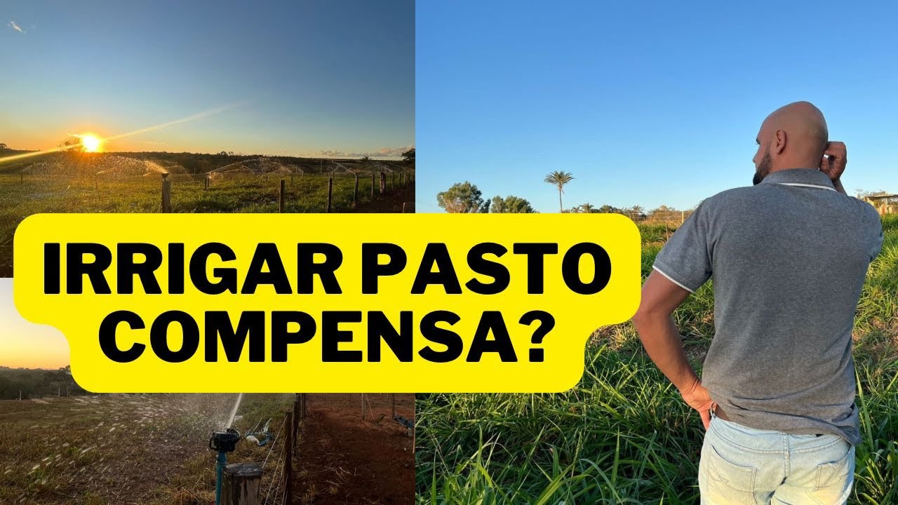 IRRIGAR pasto COMPENSA?