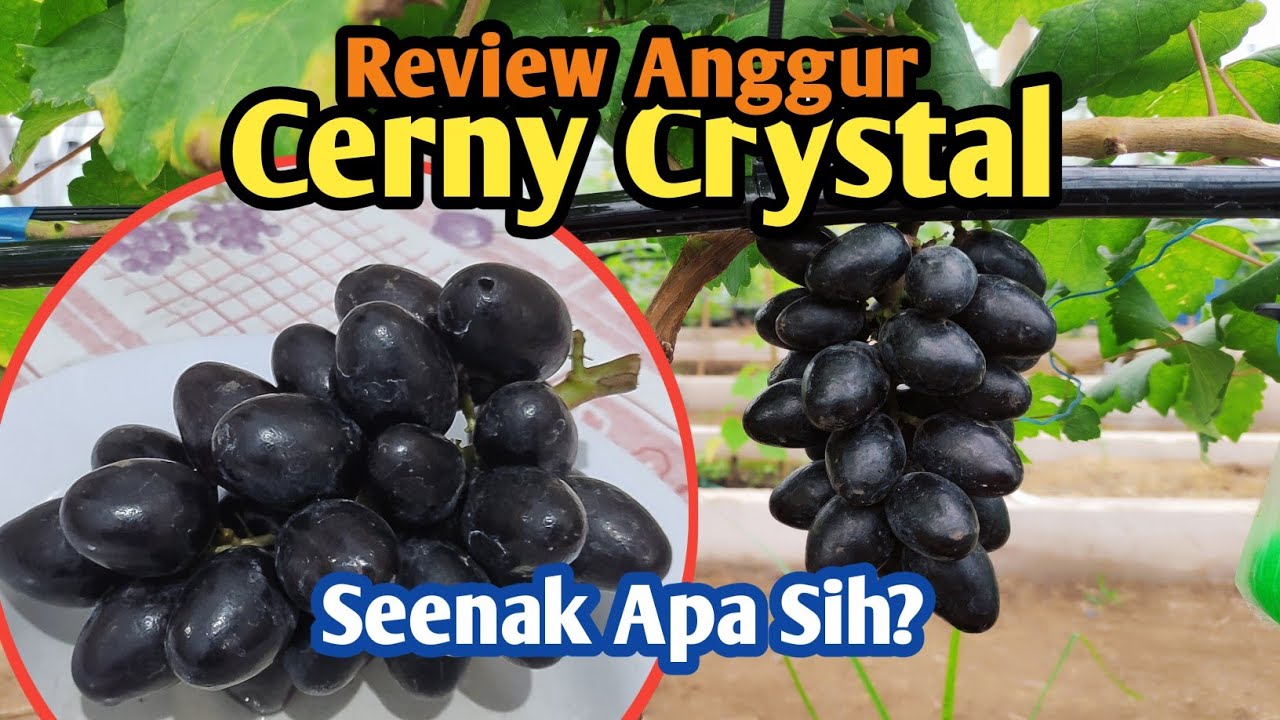 Anggur Impor Cherny Crystal: Seenak Apa Sih? Yuk, Kita Review!
