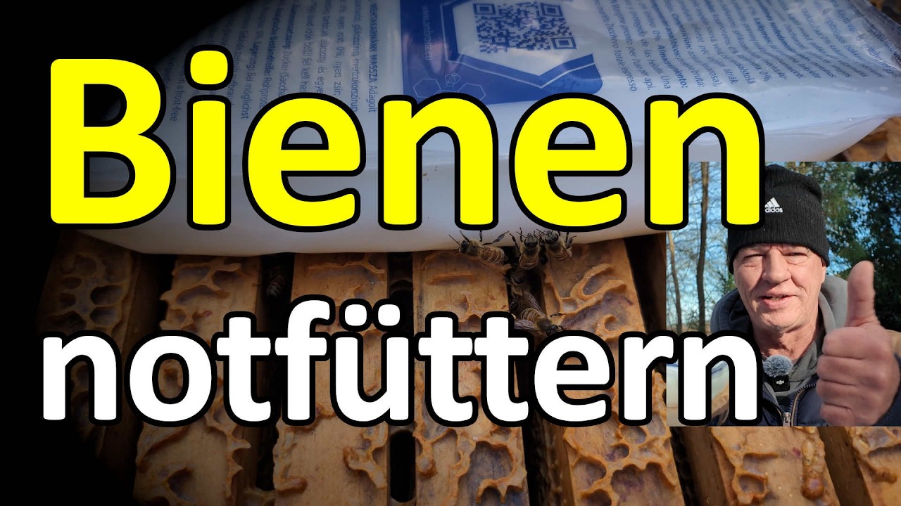 Bienen retten: Notfütterung im Februar, so funktioniert es! #dunklebiene vs. #buckfast