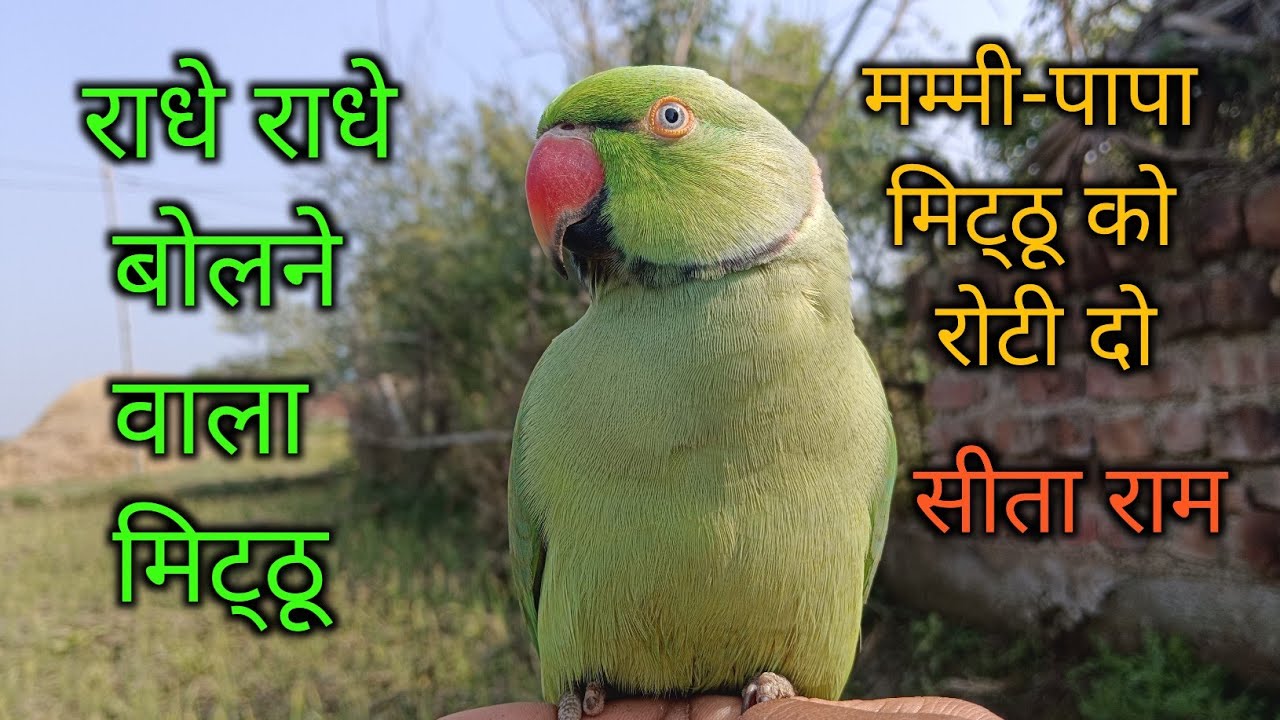 Parrot talking mummy papa😱parrot talking radhe radhe🙏राधे राधे बोलने वाला मिट्ठू🥰 mithu sita ram 😍