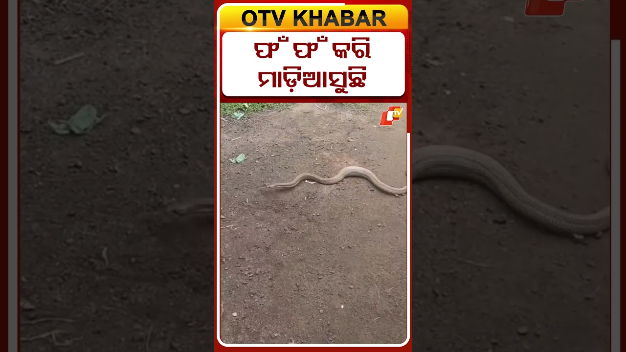 ଫଁ ଫଁ କରି ମାଡି ଆସୁଛି  #OTVShorts #Snake #Jajpur
